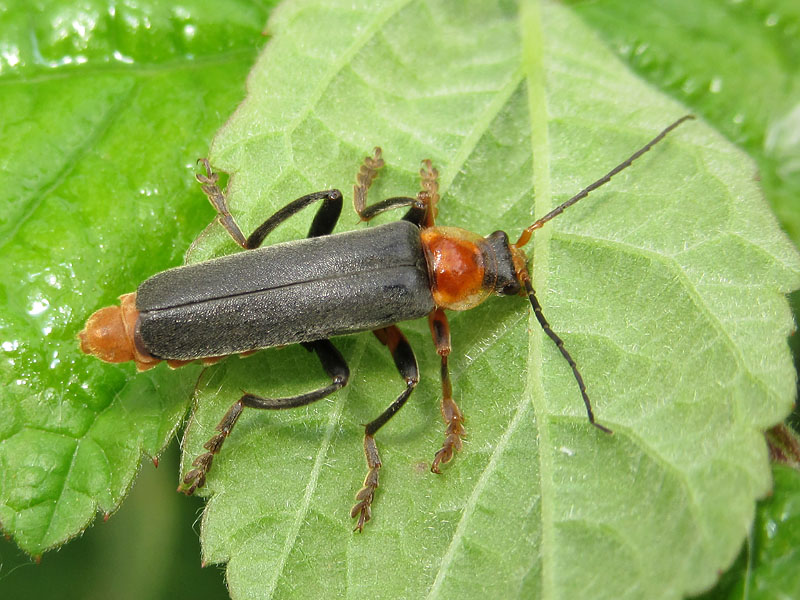 Cantharidae: Cantharis sp. (nigricans o pellucida)